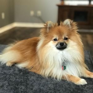 Meet your Posher, Jodi